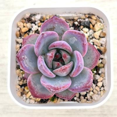 多肉植物 エケベリア マリアのおすすめ人気商品一覧 通販 - Yahoo