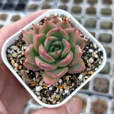 多肉植物 エケベリアのおすすめ人気商品一覧 通販 - Yahoo