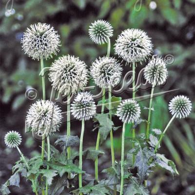 瑠璃玉アザミ　エキノプス　ドライフラワー　花材 ドライフラワー］ルリ玉アザミ ベッチーズブルー 商品ページ