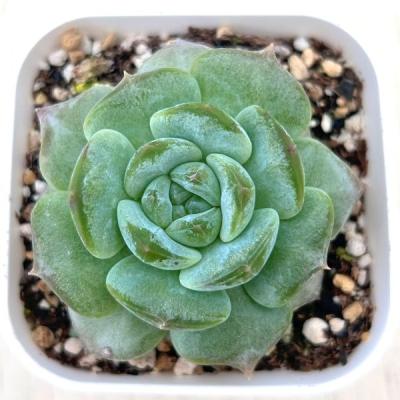 多肉植物 エケベリア オレンジモンローのおすすめ人気商品一覧 通販