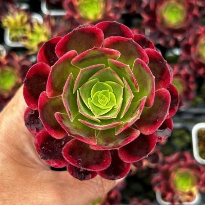 アエオニウム（サボテン、多肉植物） | 花、ガーデニング のおすすめ