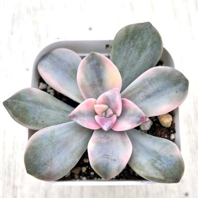 ハニーミント - 多肉植物（その他）｜Yahoo!ショッピング
