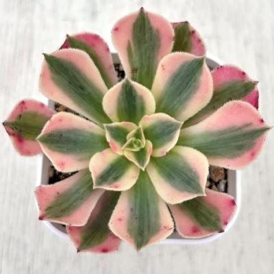 アエオニウム 綴化のおすすめ人気商品一覧 通販 - Yahoo!ショッピング