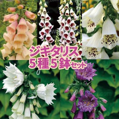 ハニーミント - お買い得商品｜Yahoo!ショッピング