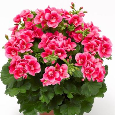 ゼラニウム バラ咲き（花の苗）｜苗 | 花、ガーデニング のおすすめ