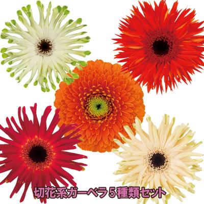ガーベラ 種（花の苗）｜苗 | 花、ガーデニング のおすすめ人気商品