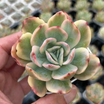 多肉植物 カット苗のおすすめ人気商品一覧 通販 - Yahoo!ショッピング