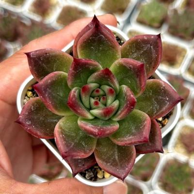 多肉植物 エケベリア エレガンスのおすすめ人気商品一覧 通販 - Yahoo