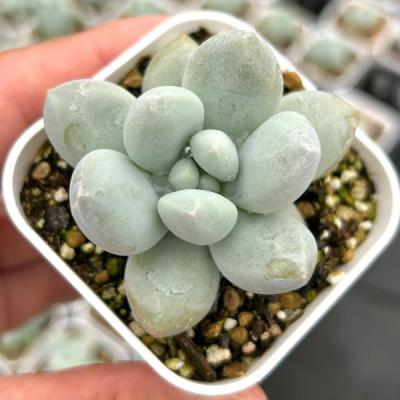 多肉植物 カット苗のおすすめ人気商品一覧 通販 - Yahoo!ショッピング