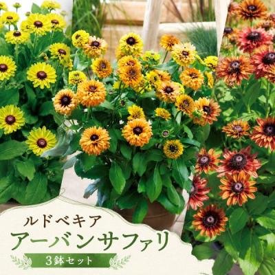 ルドベキア サハラ（花、ガーデニング）のおすすめ人気商品一覧 通販