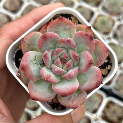 多肉植物 カット苗のおすすめ人気商品一覧 通販 - Yahoo!ショッピング