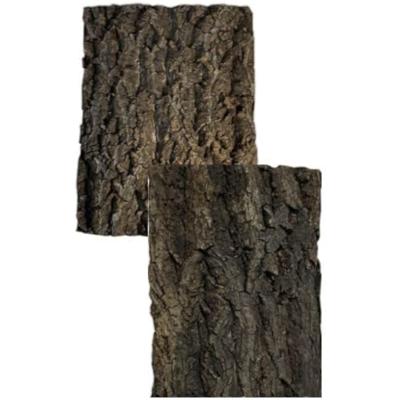 ヘゴ板 山野草の石田精華園 / ヘゴ板