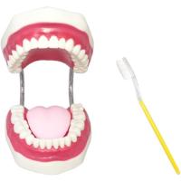 シーエムワイ セレクト 歯 模型 歯列模型 歯模型 大型 モデル 無段階 開閉式 歯ブラシ MDM( 歯ブラシセット,  1個 (x 1)) | スピード発送 ホリック