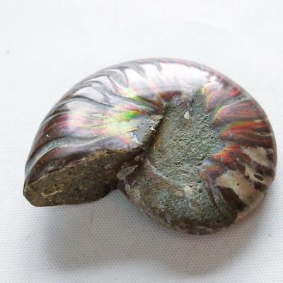 オウムガイ好きを増やしたい | 鳥羽水族館 飼育日記 恐竜 オブジェ