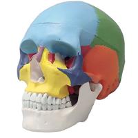 [Fellezza] 頭蓋骨模型 可動式頭蓋模型 歯模型 骨格 分解可能 実物大 | ハイパーマーケット