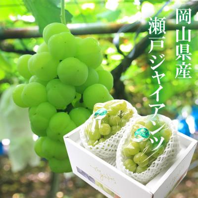 岡山市場工房 - 瀬戸ジャイアンツ｜Yahoo!ショッピング