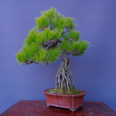 黒松盆栽の商品一覧 通販 - Yahoo!ショッピング 黒松盆栽の商品一覧 通販 - Yahoo!ショッピング