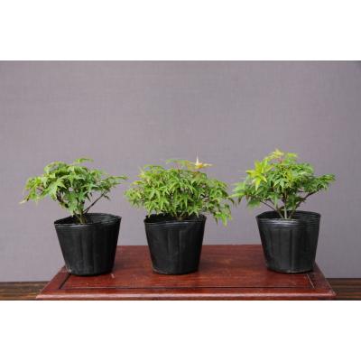 もみじ3号のおすすめ人気商品一覧 通販 - Yahoo!ショッピング