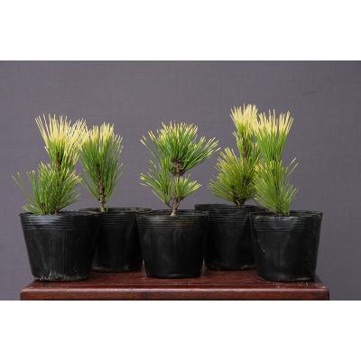 錦松のおすすめ人気商品一覧 通販 - Yahoo!ショッピング