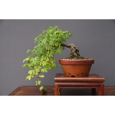 アケビ 盆栽（盆栽、苔玉） | 花、ガーデニング のおすすめ人気商品
