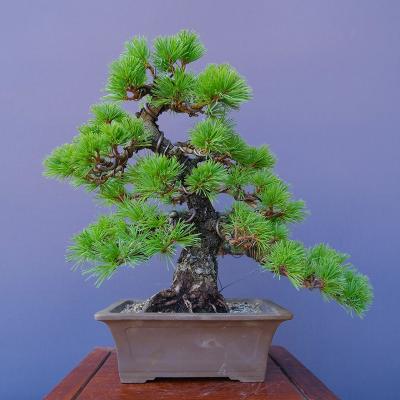 盆栽 五葉松のおすすめ人気商品一覧 通販 - Yahoo!ショッピング