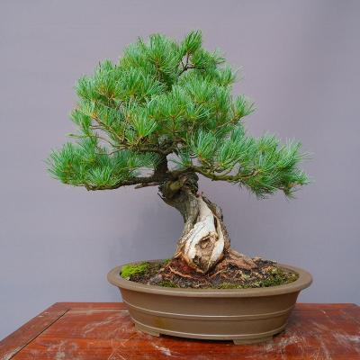 盆栽 五葉松のおすすめ人気商品一覧 通販 - Yahoo!ショッピング