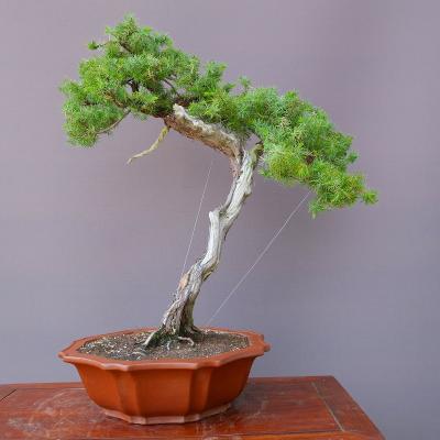 杜松のおすすめ人気商品一覧 通販 - Yahoo!ショッピング