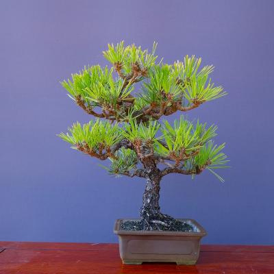 黒松のおすすめ人気ランキングTOP100 - Yahoo!ショッピング