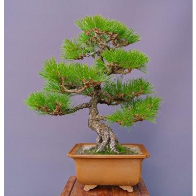 黒松盆栽のおすすめ人気商品一覧 通販 - Yahoo!ショッピング