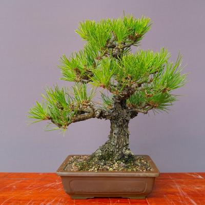 一樹園 - 黒松｜Yahoo!ショッピング