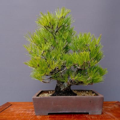 黒松盆栽のおすすめ人気商品一覧 通販 - Yahoo!ショッピング