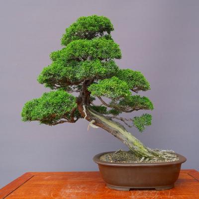 真柏（花、ガーデニング）のおすすめ人気商品一覧 通販 - Yahoo