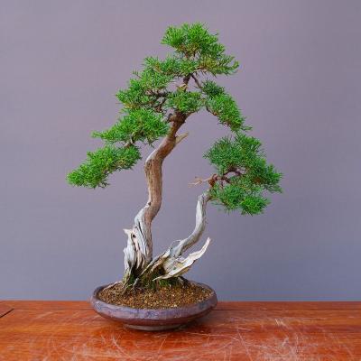 真柏の商品一覧 通販 - Yahoo!ショッピング