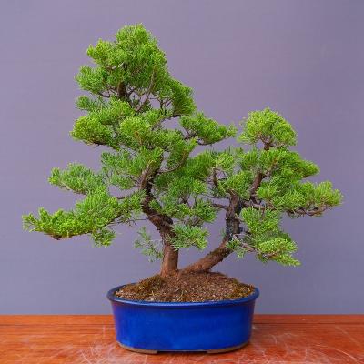 真柏の商品一覧 通販 - Yahoo!ショッピング