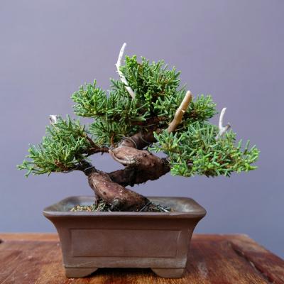 真柏（盆栽、苔玉） | 花、ガーデニング のおすすめ人気商品一覧 通販