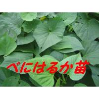 21年春用 芋苗ご予約受付開始 べにはるか 紅はるか 苗１０本 切り苗 安納芋に負けないくらい甘い芋 さつまいも苗 サツマイモ苗 N 006 みやびファーム 通販 Yahoo ショッピング