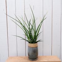 サンスベリア ファーンウッド ミカド サンセベリア 選べる鉢色 G 114 花と緑の専門店 土っ子倶楽部 通販 Yahoo ショッピング