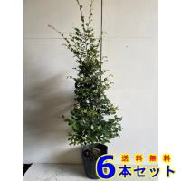 トキワマンサク（青葉白花） 樹高1.2m前後 18cmポット （8本セット 