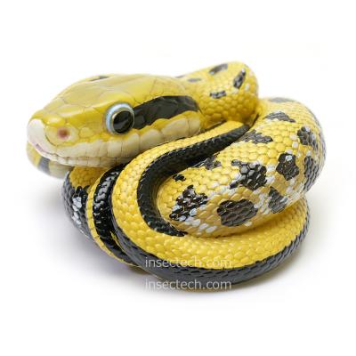 【30体限定！】【動物の惑星】ボールパイソン　フルブラック　アニマルプラネット Amazon.co.jp: 【動物の惑星】ボールパイソン（エンチ）フィギュア完成