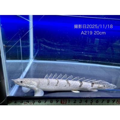 ポリプテルスデルヘッジ（鑑賞魚生体）｜熱帯魚、アクアリウム用品