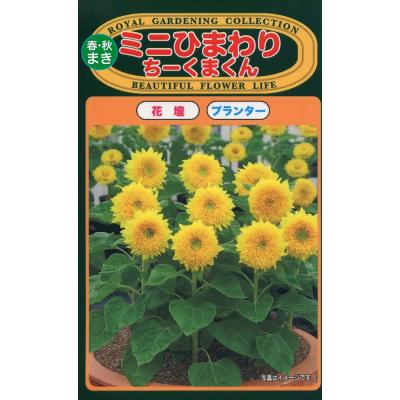ミニひまわりの種の商品一覧 通販 - Yahoo!ショッピング