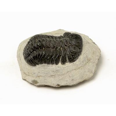 三葉虫のおすすめ人気商品一覧 通販 - Yahoo!ショッピング