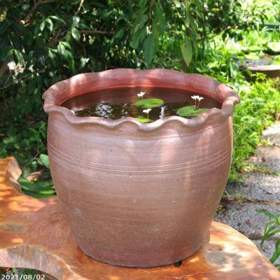 石田精華園 Yahoo!店 - 花蓮・睡蓮・メダカ鉢｜Yahoo!ショッピング