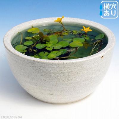 石田精華園 Yahoo!店 - 花蓮・睡蓮・メダカ鉢｜Yahoo!ショッピング