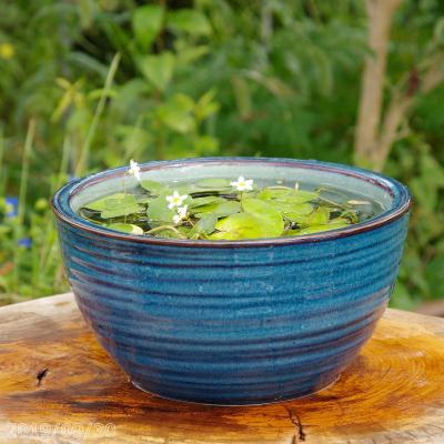 石田精華園 Yahoo!店 - 花蓮・睡蓮・メダカ鉢｜Yahoo!ショッピング
