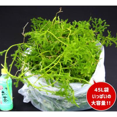 石田精華園 Yahoo!店 - ヒカゲノカズラ｜Yahoo!ショッピング