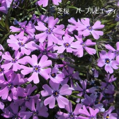 緑の宅配便 Yahoo!店 - シバザクラ｜Yahoo!ショッピング