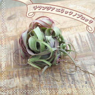 チランジア 販売の商品一覧 通販 - Yahoo!ショッピング