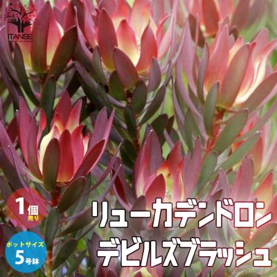リューカデンドロン　5種セット 鉢花 観葉植物：リューカデンドロン バーガンディサンセット*5号