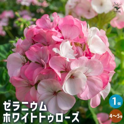 ゼラニウム（花、ガーデニング）のおすすめ人気商品一覧 通販 - Yahoo